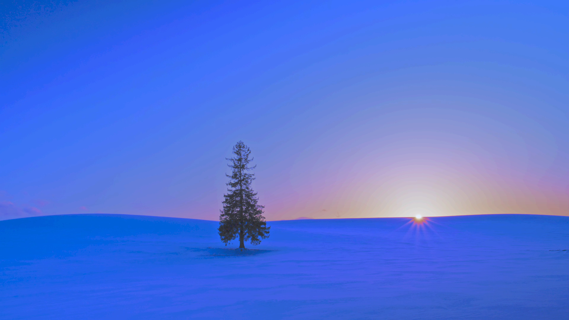 北海道美瑛の冬景色・クリスマスツリーの木と夕暮れの空